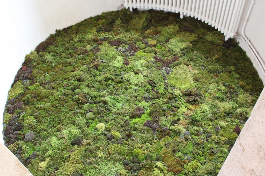 Moss room2