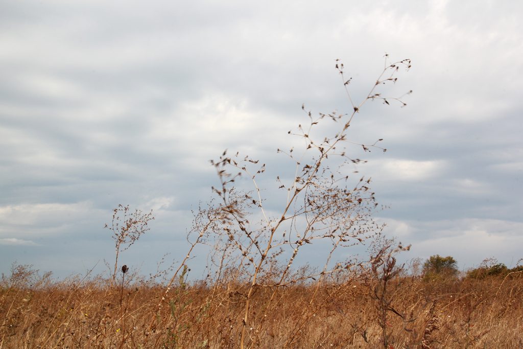 Grasses in the thirteen winds