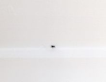 A spider gave birth in the bedroom